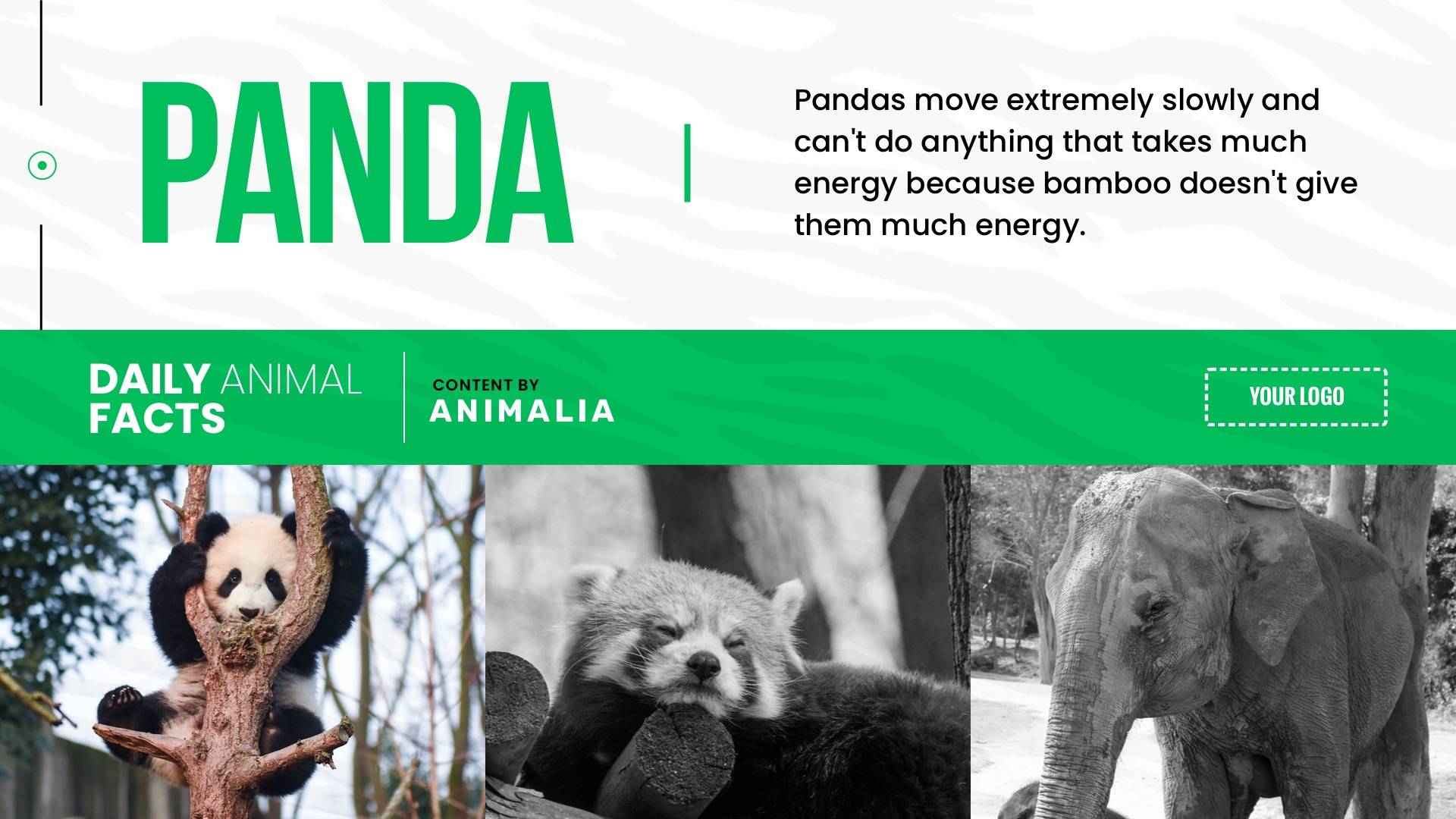 Daily Animal Facts - Animalia Digital Signage Template
