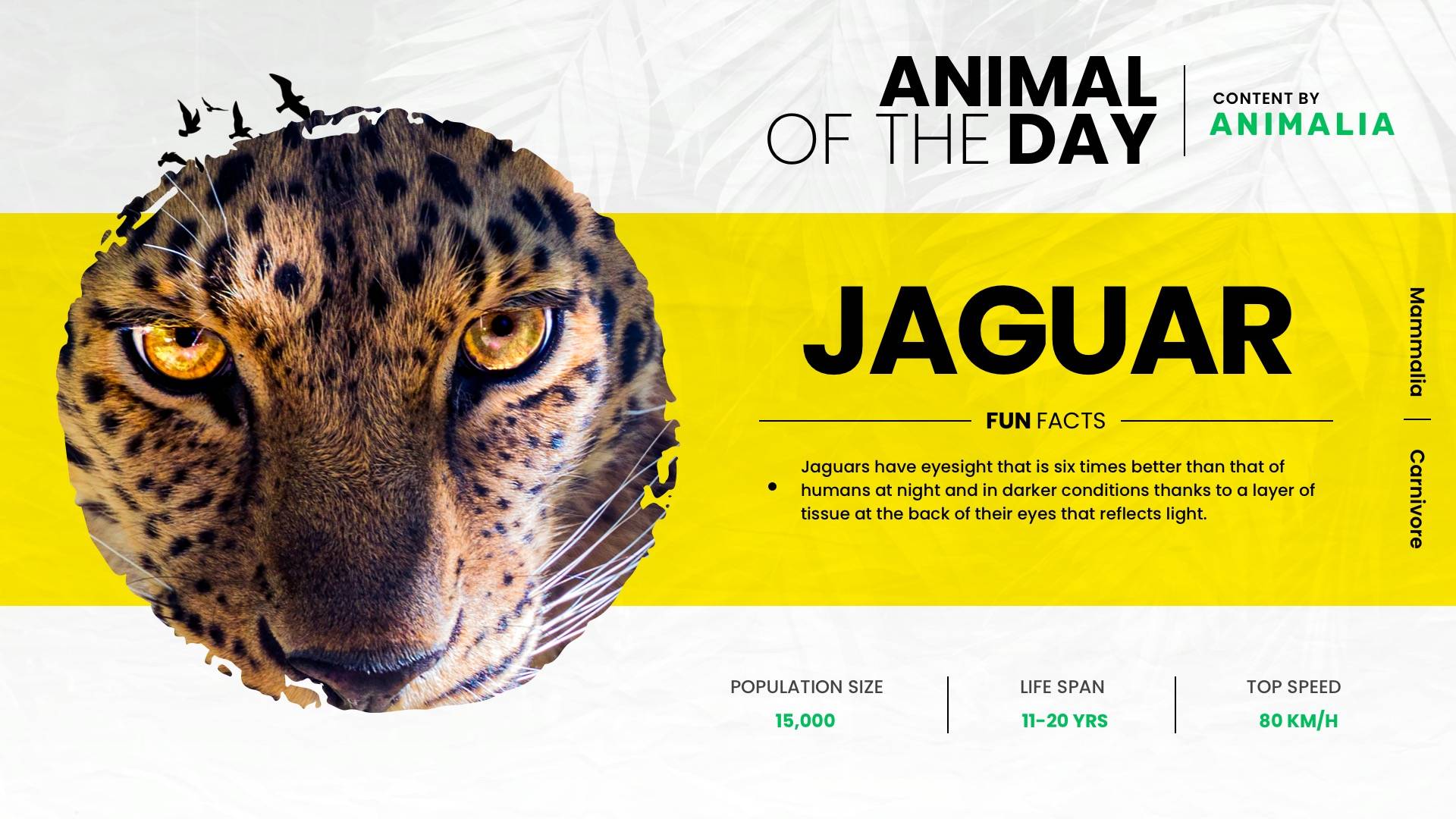 Animal Of The Day - Animalia Digital Signage Template
